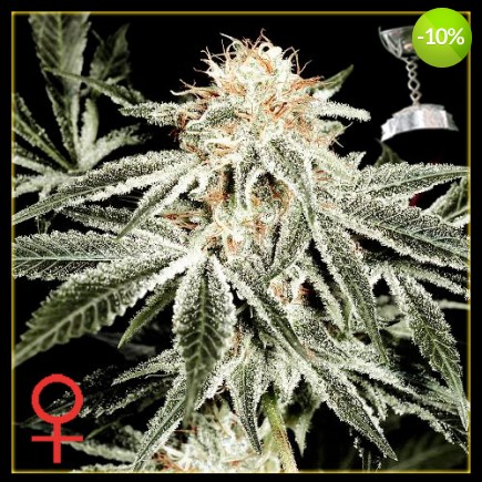 White Widow 